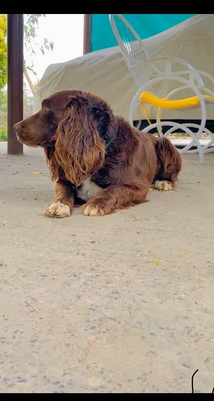 Cocker spaniel dog male 5