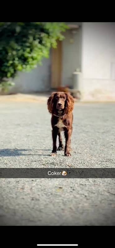 Cocker spaniel dog male 6