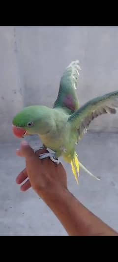 Raw parrot Patha Hand tame