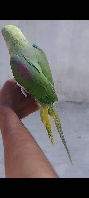 Raw parrot Patha Hand tame 1