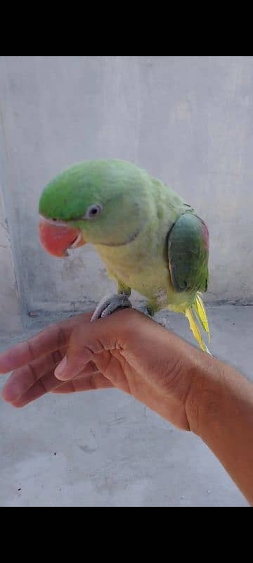 Raw parrot Patha Hand tame 2