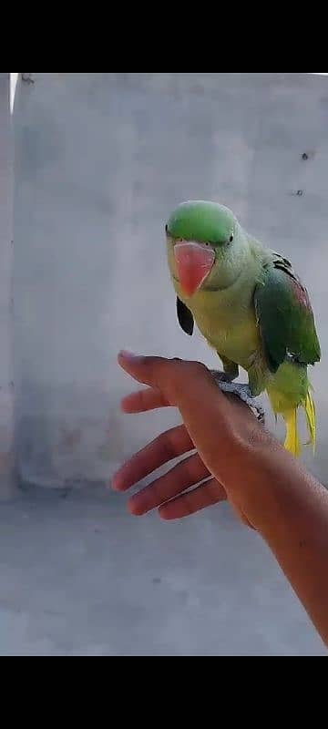 Raw parrot Patha Hand tame 3