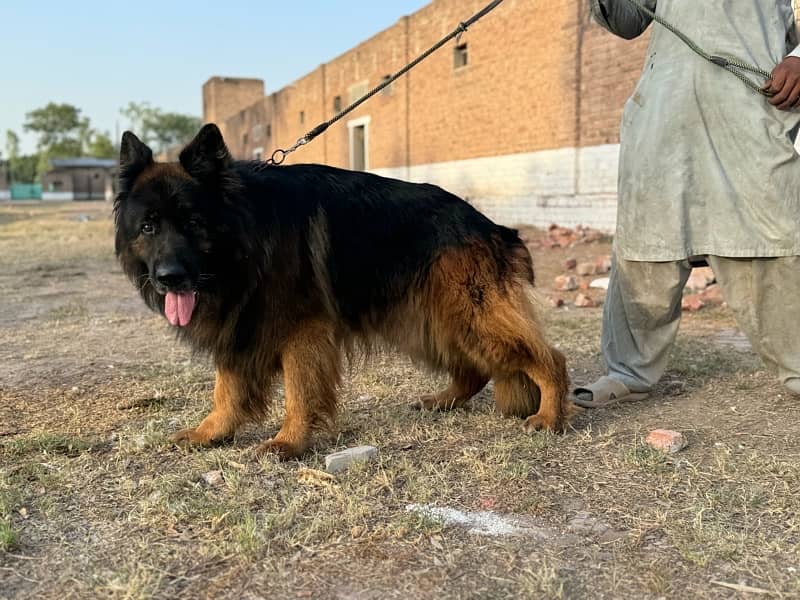 whole kennel for sale 7 german shepherd female 3