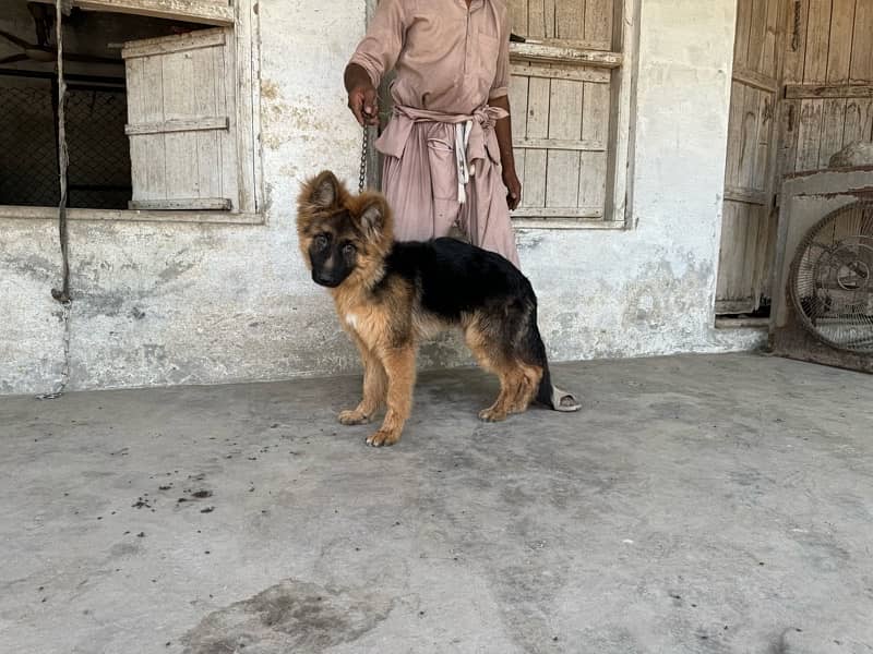 whole kennel for sale 7 german shepherd female 4