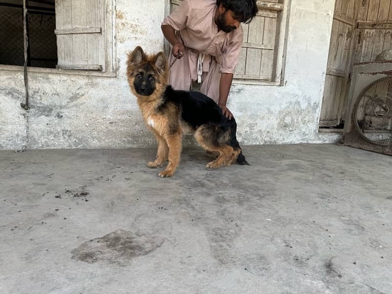 whole kennel for sale 7 german shepherd female 5