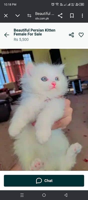 beautiful female kitten for sale 0