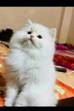 Persian kitten for urgent saleMy WhatsApp number 03473694899