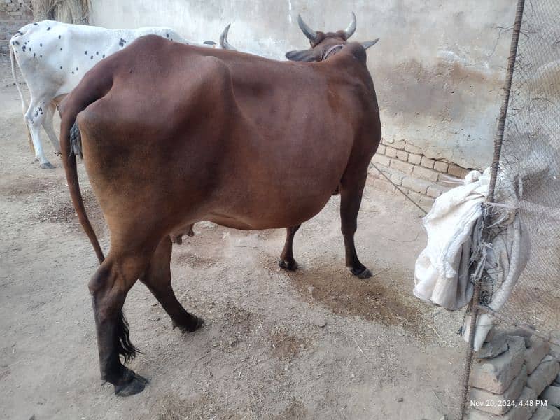 beautiful healthy desi cow 0