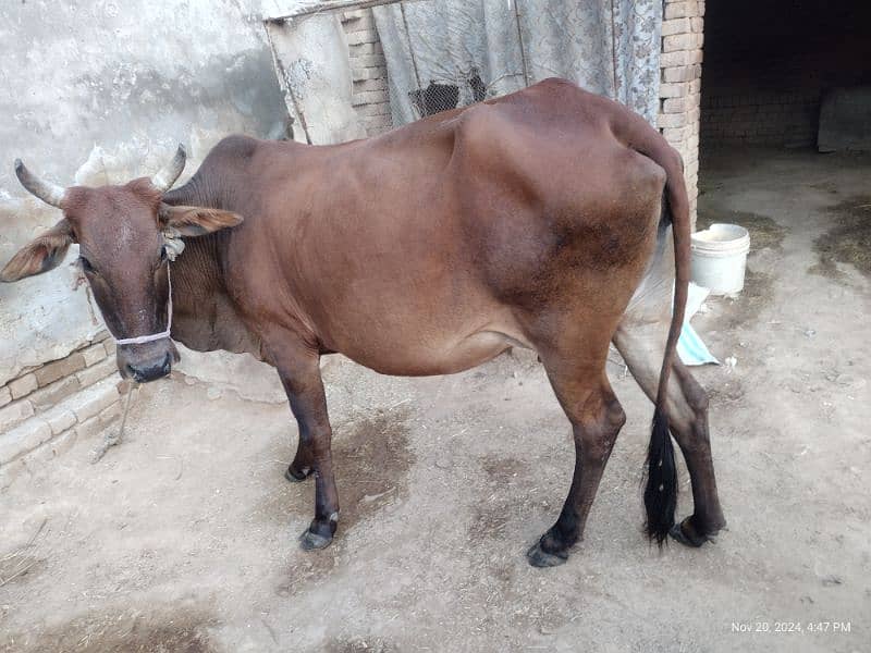 beautiful healthy desi cow 2