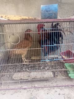 6 Hens For Sale With Cage