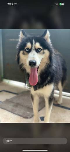 siberian husky urgent for sale