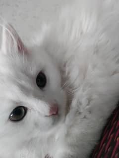 2 month white cat