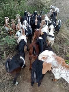 Baital,,, makhi cheini Goats