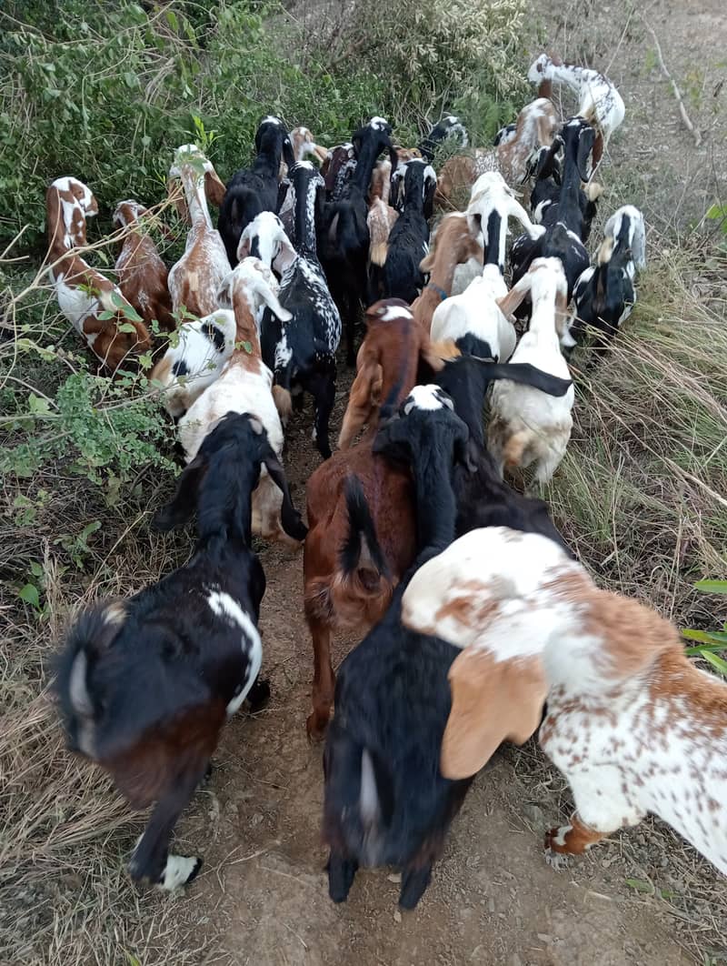 Baital bakry /makhi cheeni Goats / goats for sale / bakri / bakra 13