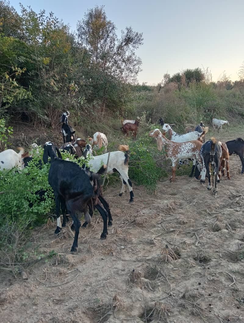 Baital bakry /makhi cheeni Goats / goats for sale / bakri / bakra 2