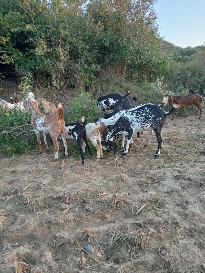 Baital bakry /makhi cheeni Goats / goats for sale / bakri / bakra 18