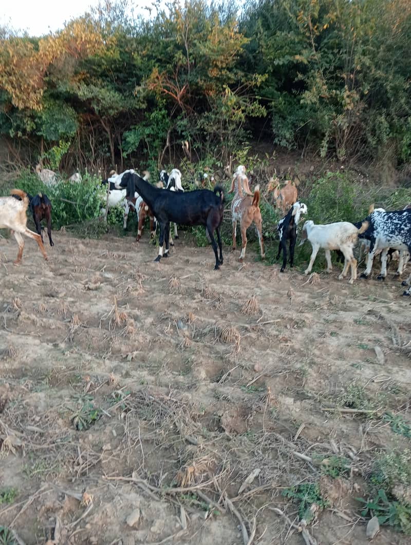 Baital bakry /makhi cheeni Goats / goats for sale / bakri / bakra 3