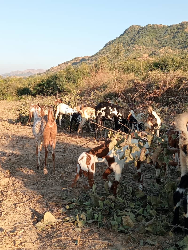 Baital bakry /makhi cheeni Goats / goats for sale / bakri / bakra 4