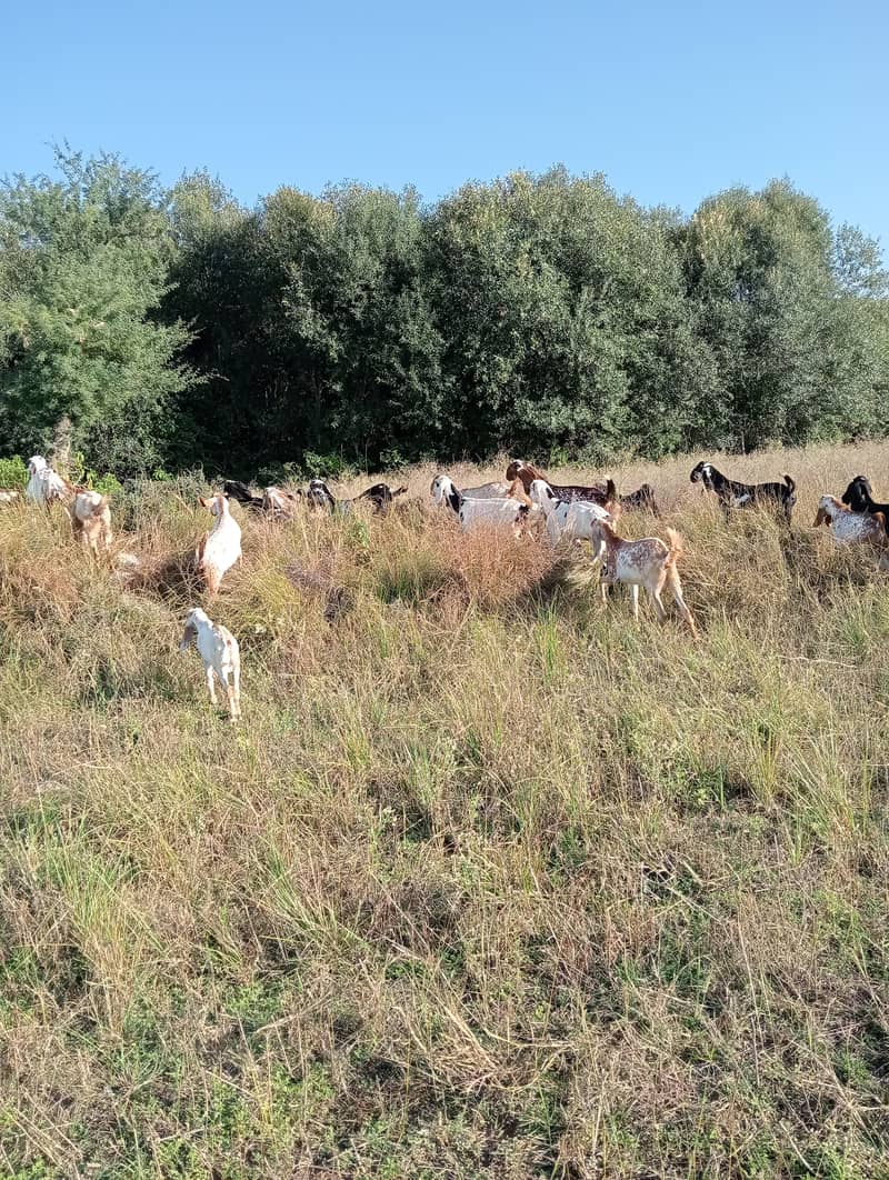 Baital bakry /makhi cheeni Goats / goats for sale / bakri / bakra 5