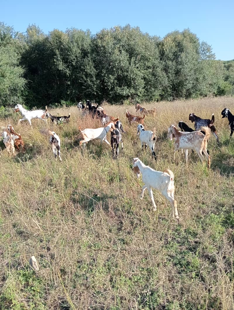 Baital bakry /makhi cheeni Goats / goats for sale / bakri / bakra 6