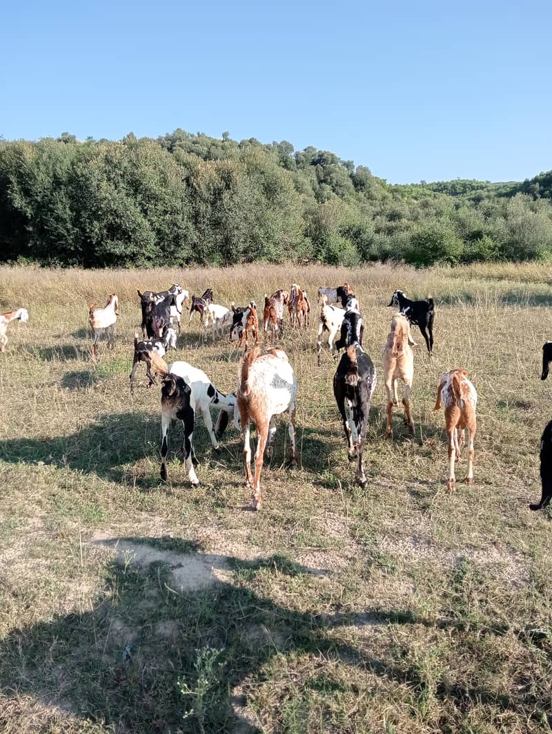 Baital bakry /makhi cheeni Goats / goats for sale / bakri / bakra 7