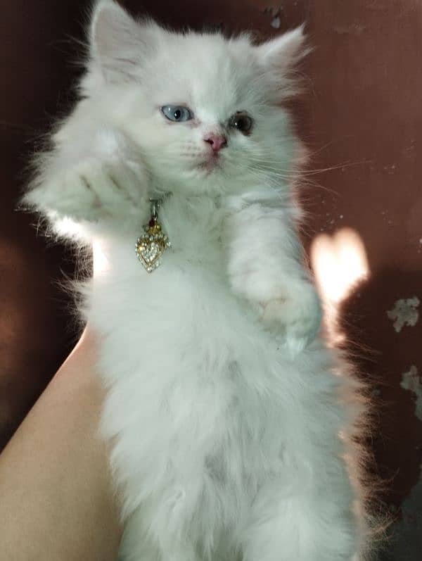 semi punch kitten more than triple coated for sale 1