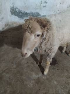 Male sheep Damani nasal