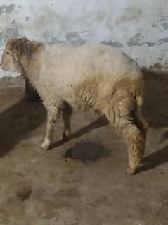 Male sheep Damani nasal