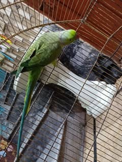 Ring Neck parrot sale Age 3 years Male