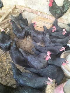 Black Australorp fertile eggs foresale per pic egg 60