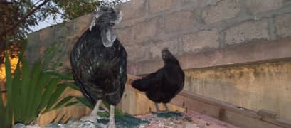 hens pair for sale