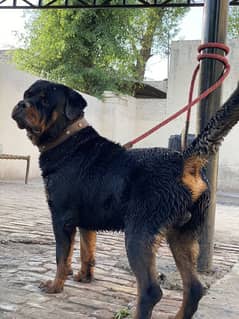 Rottweiler