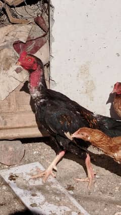 hen for sale