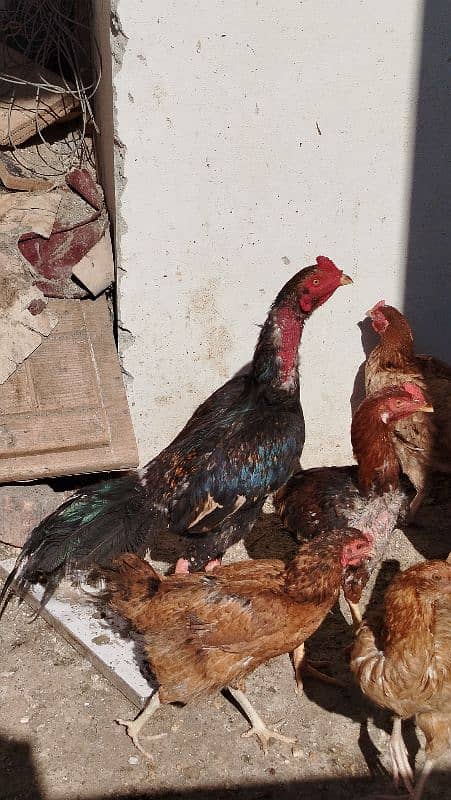 hen for sale 3