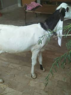 female gulabi goat