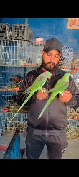 Kashmiri Raw parrot Pairr 0