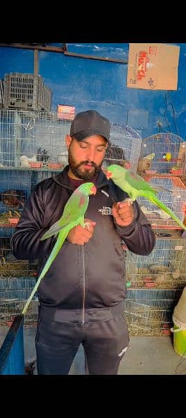 Kashmiri Raw parrot Pairr 1