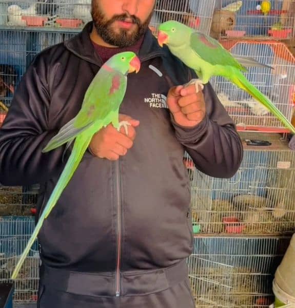 Kashmiri Raw parrot Pairr 4