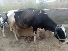 Cow For sale