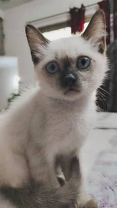 3 Months Siamese cat Loving and Playful