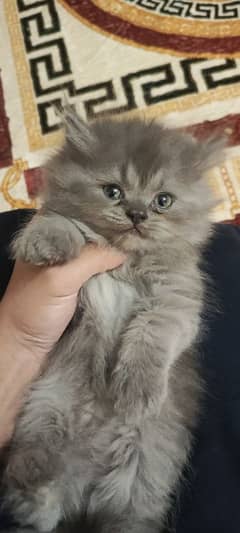 Sweet white and grey persian kittens