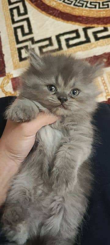 Sweet white and grey persian kittens 0