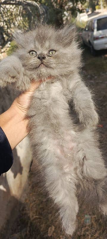 Sweet white and grey persian kittens 2