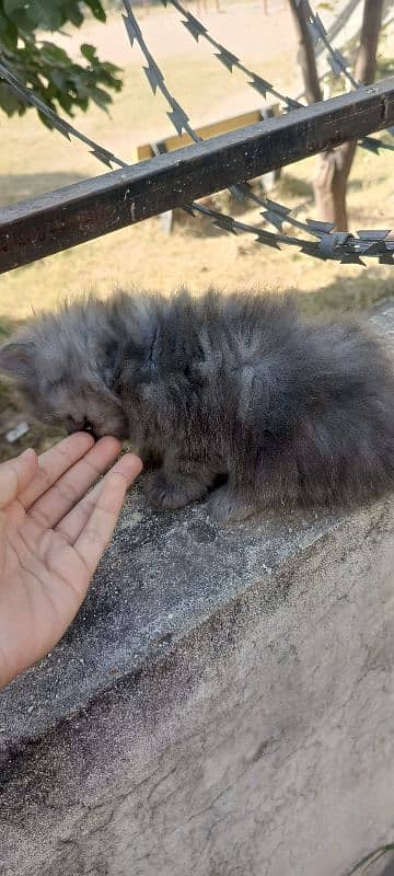 Sweet white and grey persian kittens 4