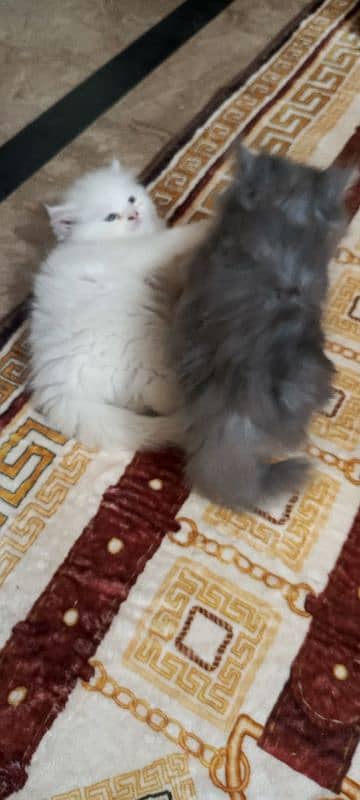 Sweet white and grey persian kittens 5