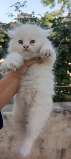 persian Kitten|Punch face Kittens|persian cat|cute|tripple|fluffy pure