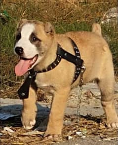 King alabai dog male 3 months for sales imported breed alabai dog