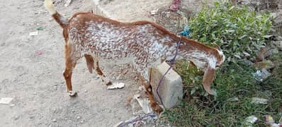 tedy bakri for sale is no pR contact kRain 03423444811