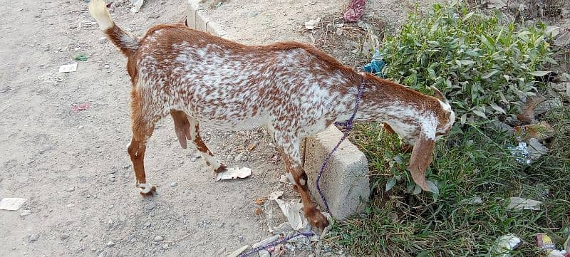 tedy bakri for sale is no pR contact kRain 03423444811 6