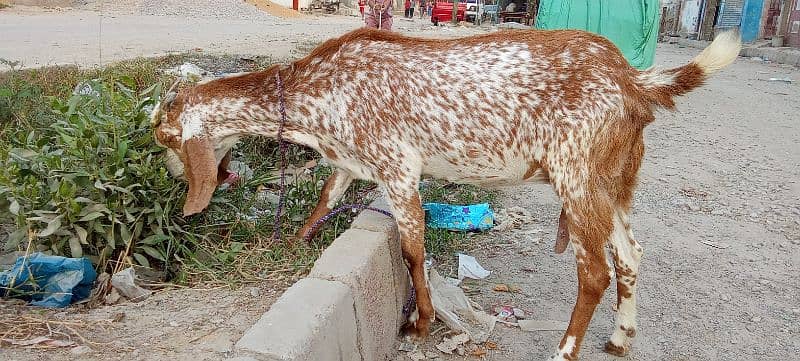 tedy bakri for sale is no pR contact kRain 03423444811 7